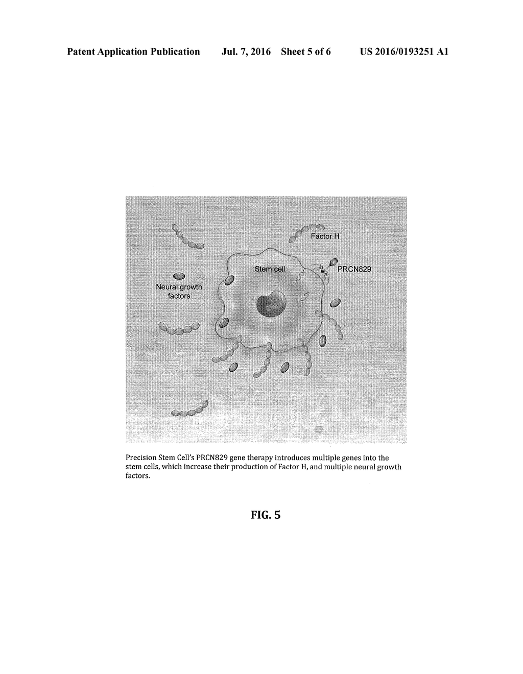 METHOD FOR TREATING ALS VIA THE INCREASED PRODUCTION OF FACTOR H - diagram, schematic, and image 06