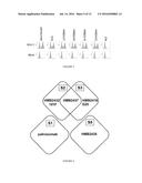 ANTIBODIES THAT POTENTLY NEUTRALIZE RSV AND USES THEREOF diagram and image