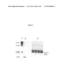 METHODS AND COMPOSITIONS FOR INCREASING N-ACETYLGLUCOSAMINIDASE ACTIVITY     IN THE CNS diagram and image