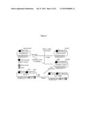 METHODS AND COMPOSITIONS FOR INCREASING N-ACETYLGLUCOSAMINIDASE ACTIVITY     IN THE CNS diagram and image