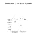 METHODS AND COMPOSITIONS FOR INCREASING N-ACETYLGLUCOSAMINIDASE ACTIVITY     IN THE CNS diagram and image