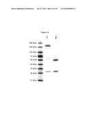 METHODS AND COMPOSITIONS FOR INCREASING N-ACETYLGLUCOSAMINIDASE ACTIVITY     IN THE CNS diagram and image