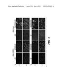 PROTEINS FOR TARGETING NEURONAL NITRIC OXIDE SYNTHASE TO MUSCLE SARCOLEMMA     AND RELATED METHODS OF USE diagram and image