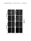 PROTEINS FOR TARGETING NEURONAL NITRIC OXIDE SYNTHASE TO MUSCLE SARCOLEMMA     AND RELATED METHODS OF USE diagram and image