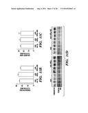 PROTEINS FOR TARGETING NEURONAL NITRIC OXIDE SYNTHASE TO MUSCLE SARCOLEMMA     AND RELATED METHODS OF USE diagram and image