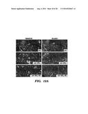 PROTEINS FOR TARGETING NEURONAL NITRIC OXIDE SYNTHASE TO MUSCLE SARCOLEMMA     AND RELATED METHODS OF USE diagram and image