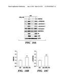 PROTEINS FOR TARGETING NEURONAL NITRIC OXIDE SYNTHASE TO MUSCLE SARCOLEMMA     AND RELATED METHODS OF USE diagram and image