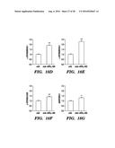 PROTEINS FOR TARGETING NEURONAL NITRIC OXIDE SYNTHASE TO MUSCLE SARCOLEMMA     AND RELATED METHODS OF USE diagram and image