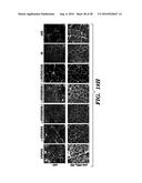 PROTEINS FOR TARGETING NEURONAL NITRIC OXIDE SYNTHASE TO MUSCLE SARCOLEMMA     AND RELATED METHODS OF USE diagram and image