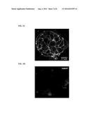 TETRAZINE-CONTAINING COMPOUNDS AND SYNTHETIC METHODS THEREOF diagram and image