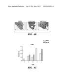 USES OF MODIFIED MULLERIAN INHIBITING SUBSTANCE (MIS) PROTEINS FOR THE     TREATMENT OF NEURODEGENERATIVE DISEASES diagram and image