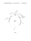 INTERLEUKIN-2 FUSION PROTEINS AND USES THEREOF diagram and image