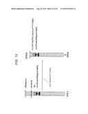 Human Artificial Chromosome Vector diagram and image