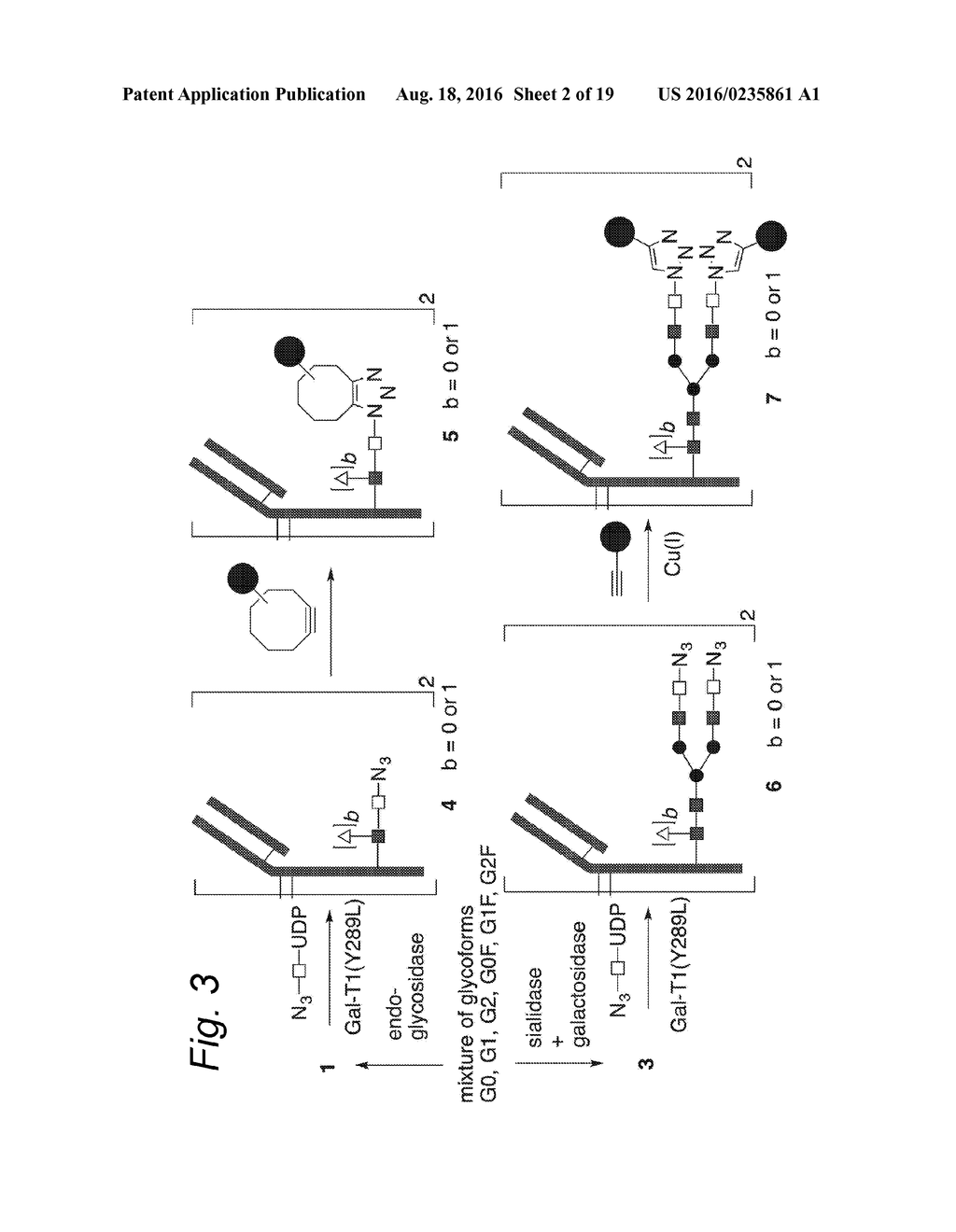 GLYCOENGINEERED ANTIBODY, ANTIBODY-CONJUGATE AND METHODS FOR THEIR     PREPARATION - diagram, schematic, and image 03