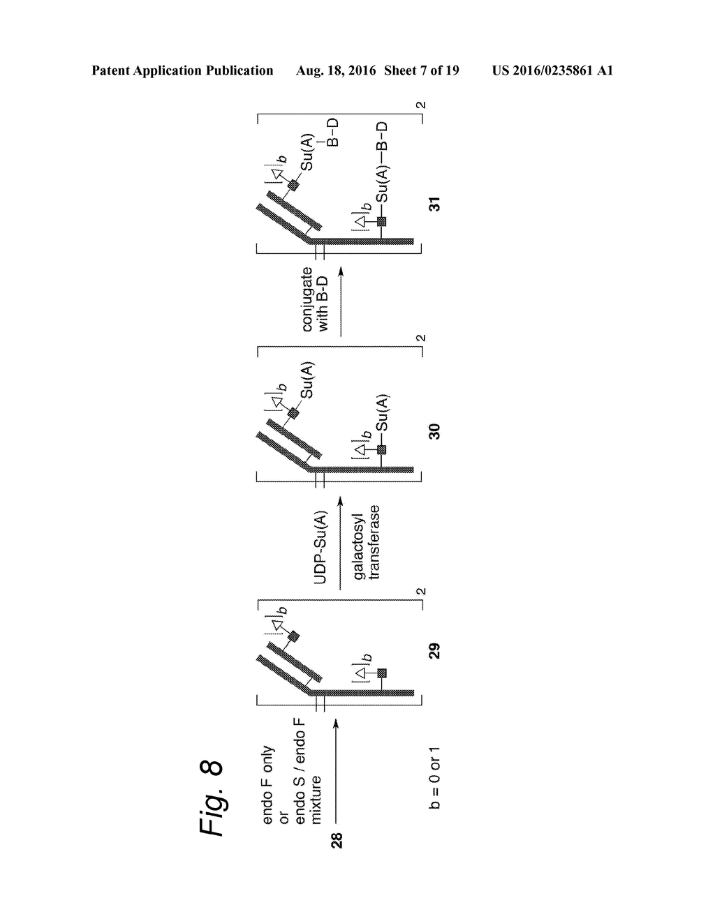 GLYCOENGINEERED ANTIBODY, ANTIBODY-CONJUGATE AND METHODS FOR THEIR     PREPARATION - diagram, schematic, and image 08