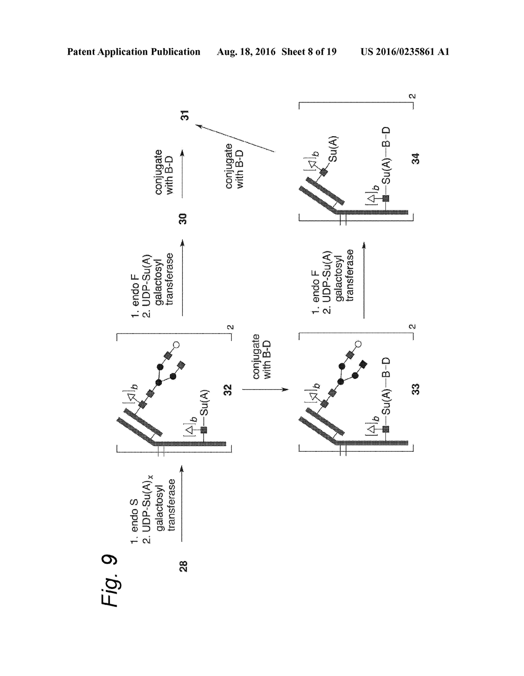 GLYCOENGINEERED ANTIBODY, ANTIBODY-CONJUGATE AND METHODS FOR THEIR     PREPARATION - diagram, schematic, and image 09