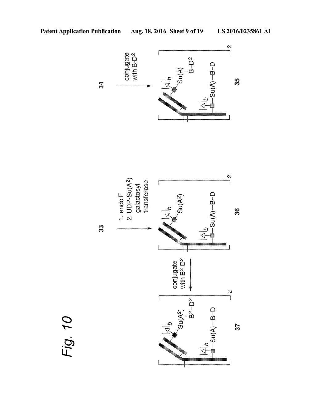 GLYCOENGINEERED ANTIBODY, ANTIBODY-CONJUGATE AND METHODS FOR THEIR     PREPARATION - diagram, schematic, and image 10