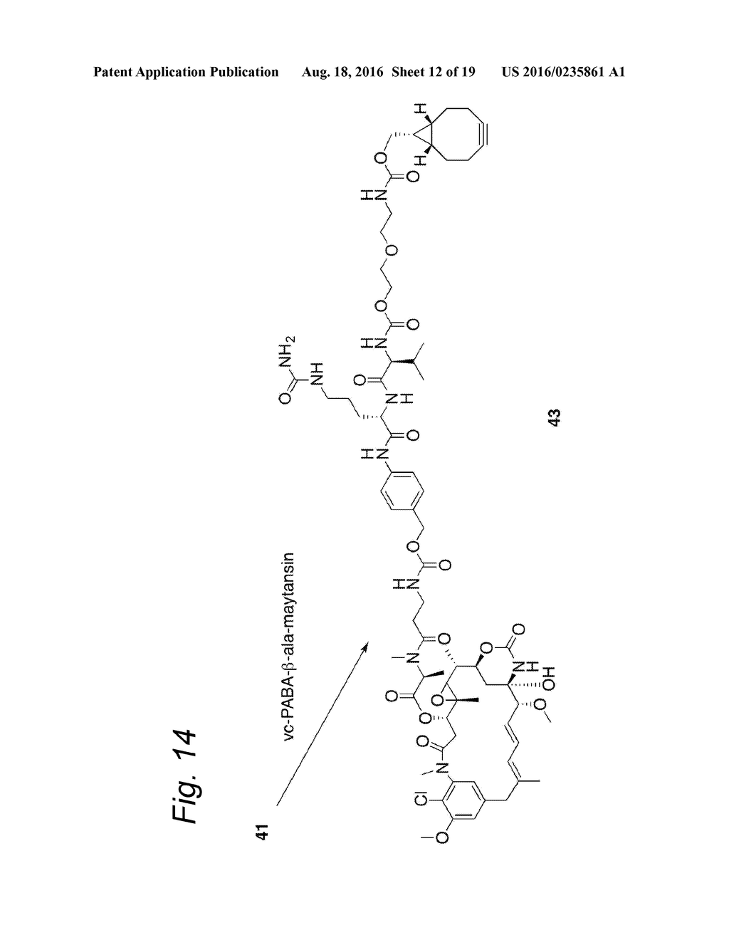 GLYCOENGINEERED ANTIBODY, ANTIBODY-CONJUGATE AND METHODS FOR THEIR     PREPARATION - diagram, schematic, and image 13