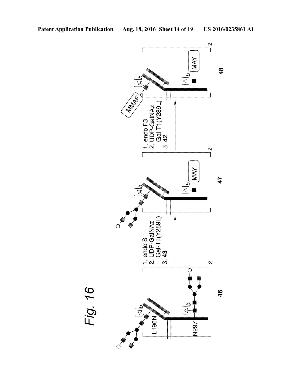 GLYCOENGINEERED ANTIBODY, ANTIBODY-CONJUGATE AND METHODS FOR THEIR     PREPARATION - diagram, schematic, and image 15