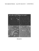 Multifunctional Degradable Nanoparticles with Control over Size and     Functionalities diagram and image