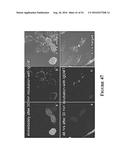 Multifunctional Degradable Nanoparticles with Control over Size and     Functionalities diagram and image