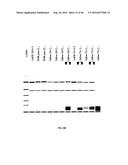 RNA DISRUPTION ASSAY FOR PREDICTING SURVIVAL diagram and image