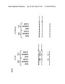 RNA DISRUPTION ASSAY FOR PREDICTING SURVIVAL diagram and image