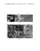 GROUP IV NANOWIRES GROWN FROM INDUCTIVELY OR RESISTIVELY HEATED SUBSTRATES diagram and image