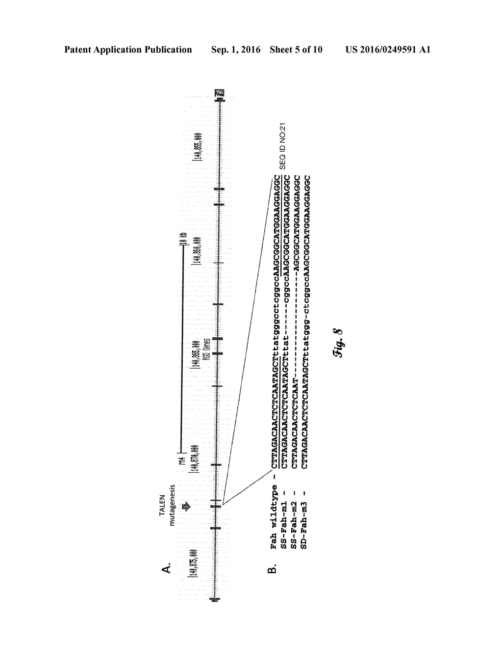 FUMARYLACETOACETATE HYDROLASE (FAH)-DEFICIENT AND IMMUNODEFICIENT RATS AND     USES THEREOF - diagram, schematic, and image 06