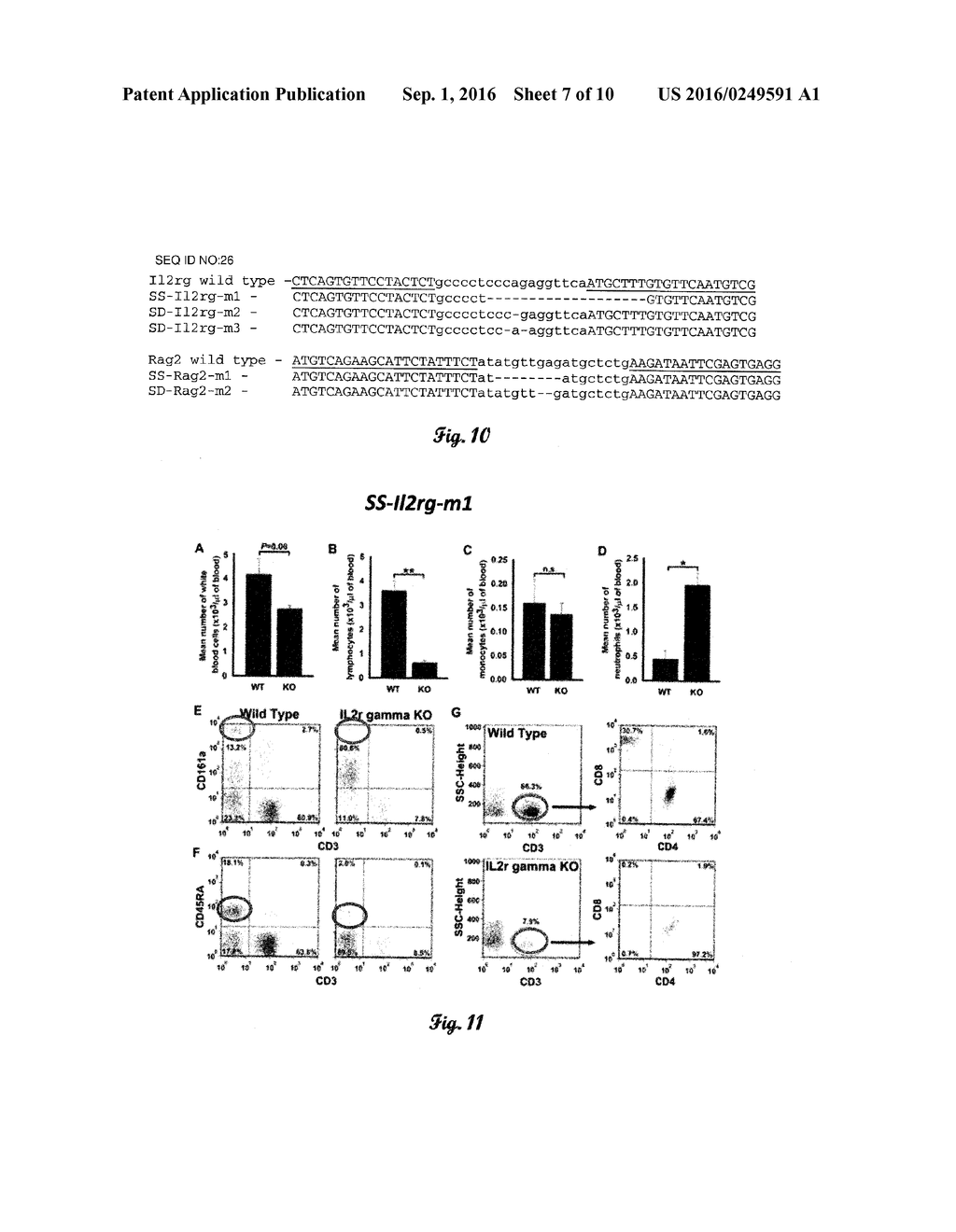 FUMARYLACETOACETATE HYDROLASE (FAH)-DEFICIENT AND IMMUNODEFICIENT RATS AND     USES THEREOF - diagram, schematic, and image 08