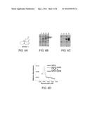 SMALL MOLECULE SECURININE AND NORSECURININE ANALOGS AND THEIR USE IN     INHIBITING MYELOPEROXIDASE diagram and image