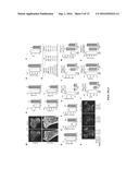 OREXIN-CONTROL OF BONE FORMATION AND LOSS diagram and image