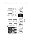 OREXIN-CONTROL OF BONE FORMATION AND LOSS diagram and image