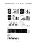 METHODS AND PHARMACEUTICAL COMPOSITIONS FOR MODULATING AUTOPHAGY IN A     SUBJECT IN NEED THEREOF diagram and image