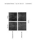 METHOD OF TREATING A MALIGNANCY IN A SUBJECT AND A PHARMACEUTICAL     COMPOSITION FOR USE IN SAME diagram and image