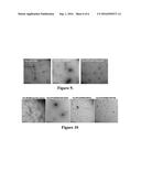 COMPOSITIONS AND METHODS FOR THE TREATMENT OF  PLAQUES AND TANGLES  IN     HUMANS AND ANIMALS diagram and image