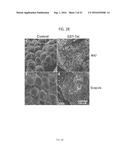 Peptide for Suppressing and Treating Obesity diagram and image