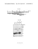 Peptide for Suppressing and Treating Obesity diagram and image