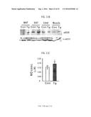 Peptide for Suppressing and Treating Obesity diagram and image