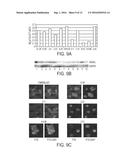 GALECTIN-3 AS IMMUNOLOGICAL TARGET diagram and image