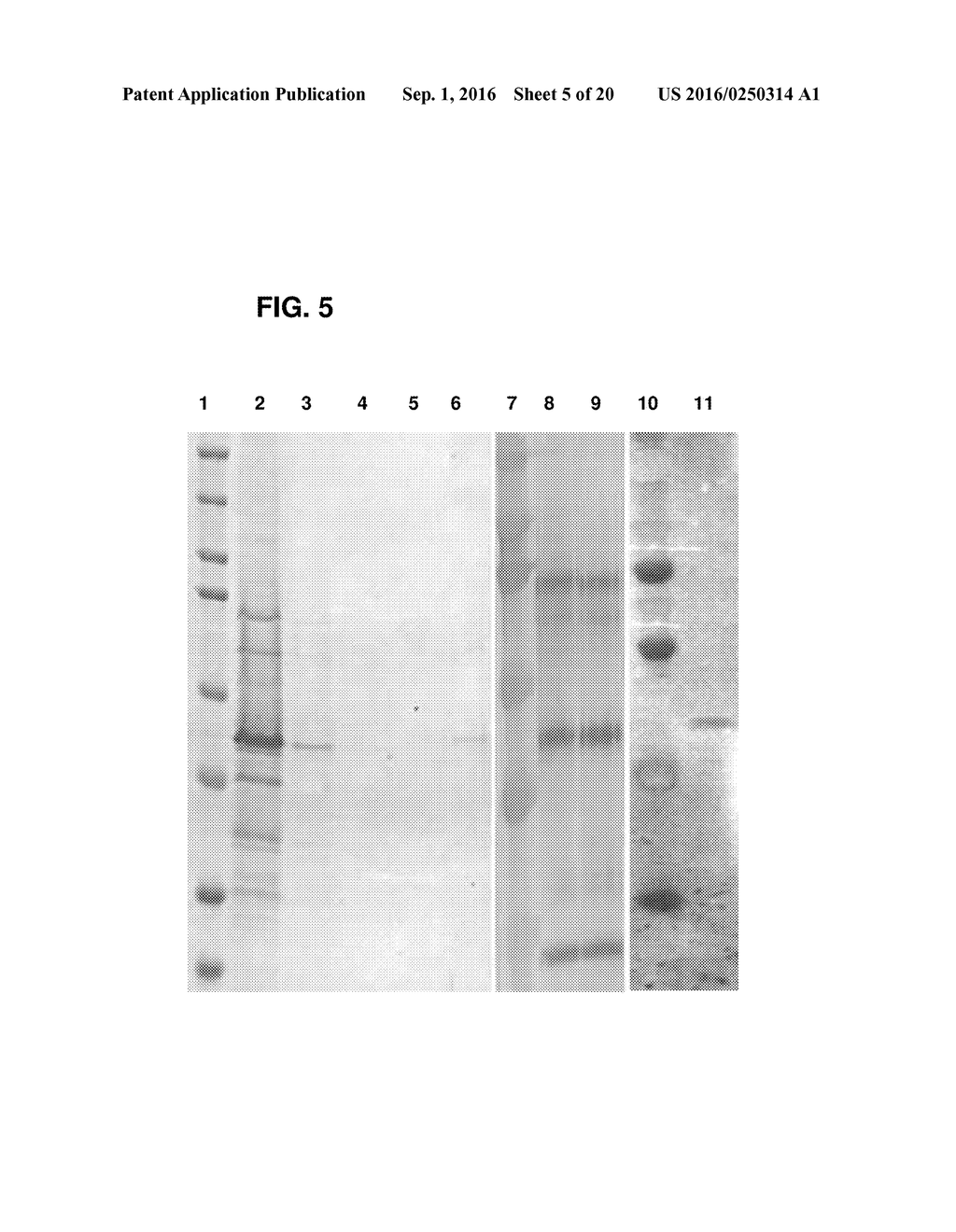 COMPOSITIONS AND METHODS FOR DETECTING, TREATING, AND PROTECTING AGAINST     FUSOBACTERIUM INFECTION - diagram, schematic, and image 06