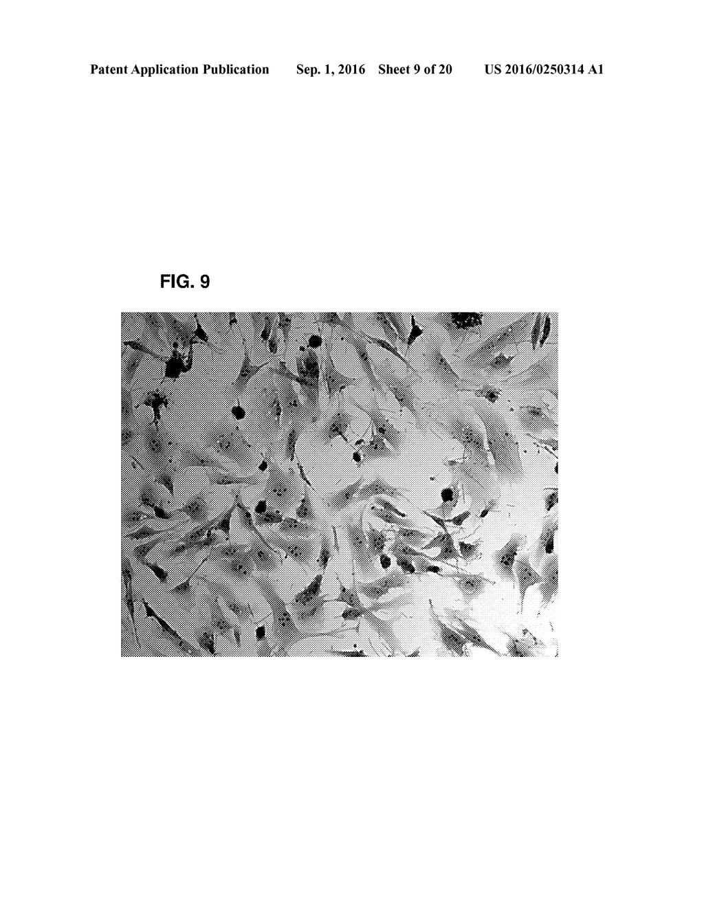 COMPOSITIONS AND METHODS FOR DETECTING, TREATING, AND PROTECTING AGAINST     FUSOBACTERIUM INFECTION - diagram, schematic, and image 10