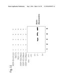 MODIFIED GLYCOPROTEIN, PROTEIN-CONJUGATE AND PROCESS FOR THE PREPARATION     THEREOF diagram and image