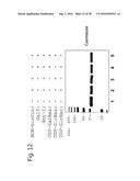 MODIFIED GLYCOPROTEIN, PROTEIN-CONJUGATE AND PROCESS FOR THE PREPARATION     THEREOF diagram and image