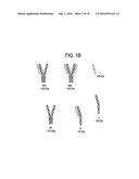 ANTIBODY PURIFICATION diagram and image