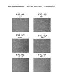 DEFINED MEDIA FOR EXPANSION AND MAINTENANCE OF PLURIPOTENT STEM CELLS diagram and image