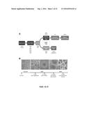 SUBSTANTIALLY PURE HUMAN RETINAL PROGENITOR, FOREBRAIN PROGENITOR, AND     RETINAL PIGMENT EPITHELIUM CELL CULTURES AND METHODS OF MAKING THE SAME diagram and image