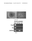 SUBSTANTIALLY PURE HUMAN RETINAL PROGENITOR, FOREBRAIN PROGENITOR, AND     RETINAL PIGMENT EPITHELIUM CELL CULTURES AND METHODS OF MAKING THE SAME diagram and image