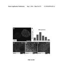 SUBSTANTIALLY PURE HUMAN RETINAL PROGENITOR, FOREBRAIN PROGENITOR, AND     RETINAL PIGMENT EPITHELIUM CELL CULTURES AND METHODS OF MAKING THE SAME diagram and image