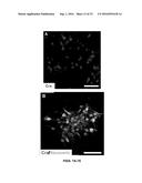 SUBSTANTIALLY PURE HUMAN RETINAL PROGENITOR, FOREBRAIN PROGENITOR, AND     RETINAL PIGMENT EPITHELIUM CELL CULTURES AND METHODS OF MAKING THE SAME diagram and image